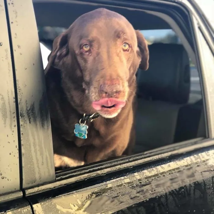 Esta empleada de una tienda de bagels retrata a los perros que llegan por el servi-carro, y sus caras lo dicen todo