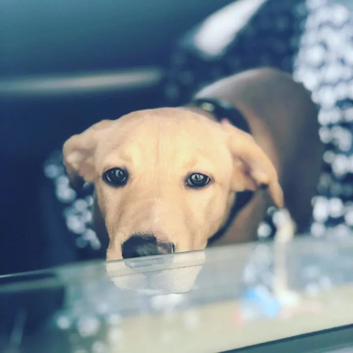 Esta empleada de una tienda de bagels retrata a los perros que llegan por el servi-carro, y sus caras lo dicen todo