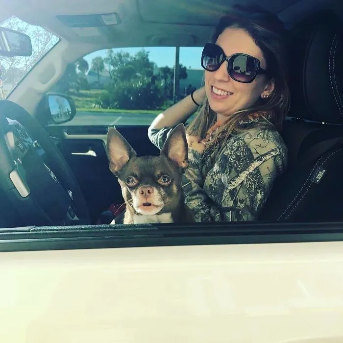 Bagel Shop Employee Photographs Dogs That Come To Her Drive-Thru, And Their Facial Expressions Say It All