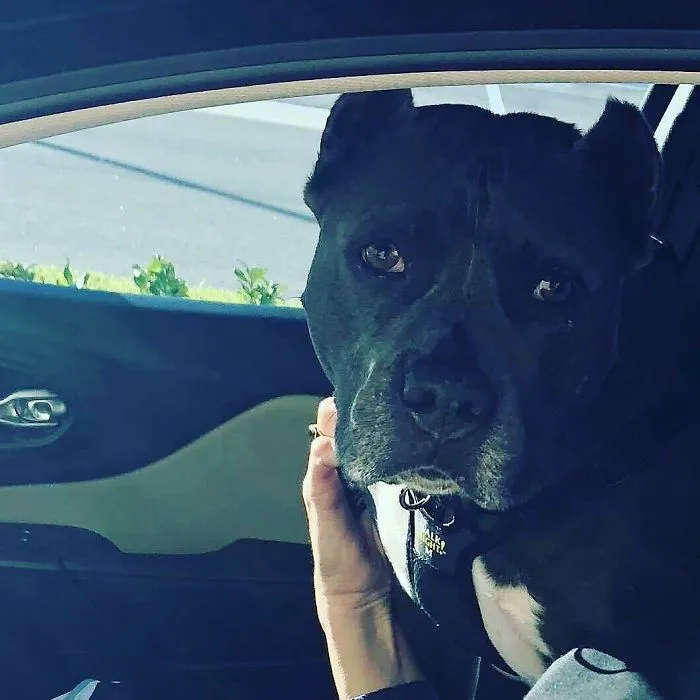 Esta empleada de una tienda de bagels retrata a los perros que llegan por el servi-carro, y sus caras lo dicen todo