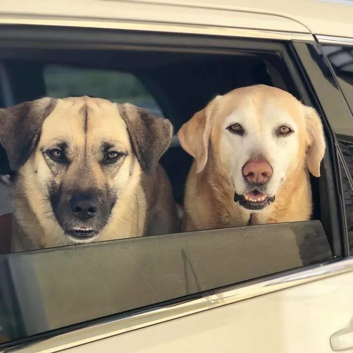 Esta empleada de una tienda de bagels retrata a los perros que llegan por el servi-carro, y sus caras lo dicen todo