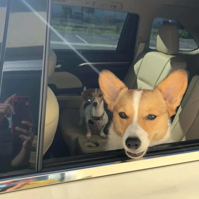 Bagel Shop Employee Photographs Dogs That Come To Her Drive-Thru, And Their Facial Expressions Say It All