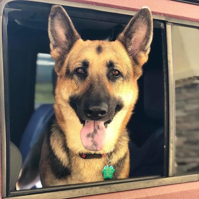 Bagel Shop Employee Photographs Dogs That Come To Her Drive-Thru, And Their Facial Expressions Say It All
