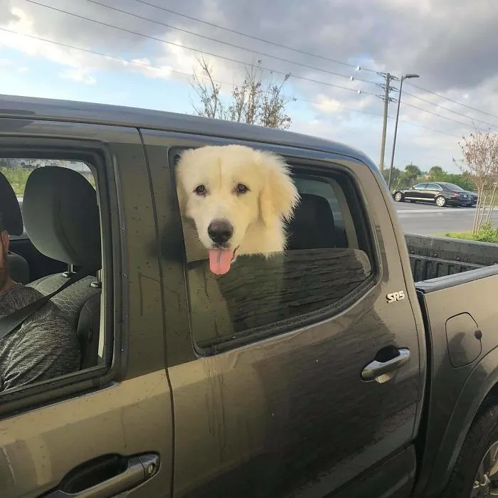 Bagel Shop Employee Photographs Dogs That Come To Her Drive-Thru, And Their Facial Expressions Say It All
