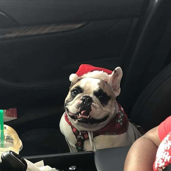 Esta empleada de una tienda de bagels retrata a los perros que llegan por el servi-carro, y sus caras lo dicen todo
