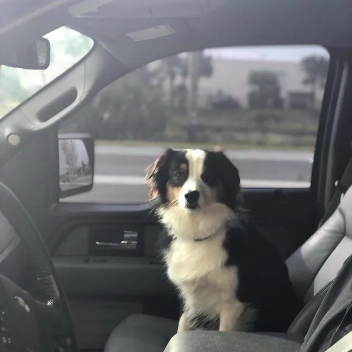 Esta empleada de una tienda de bagels retrata a los perros que llegan por el servi-carro, y sus caras lo dicen todo