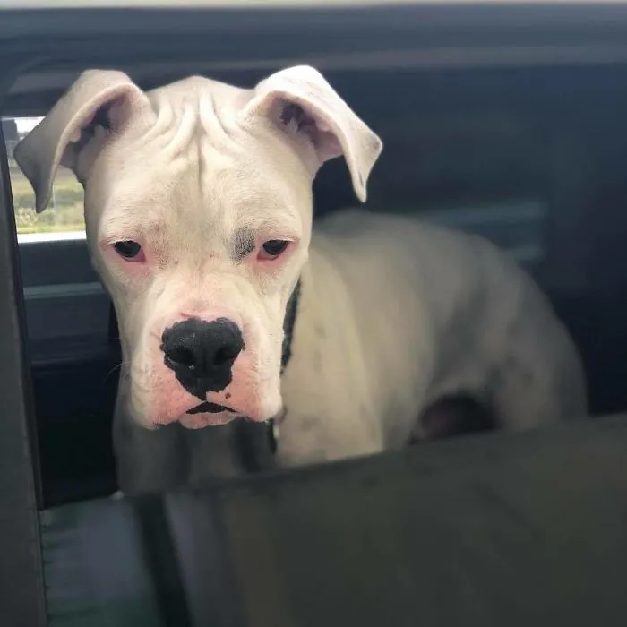 Bagel Shop Employee Photographs Dogs That Come To Her Drive-Thru, And Their Facial Expressions Say It All