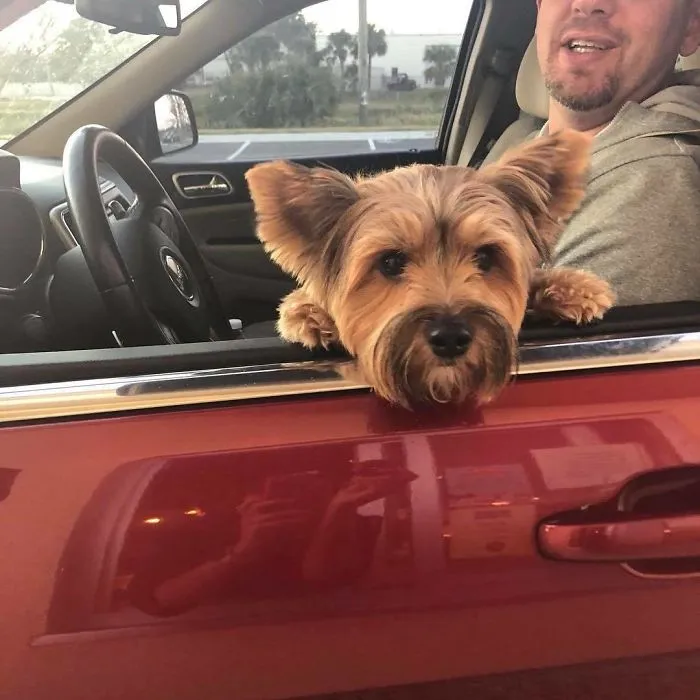 Bagel Shop Employee Photographs Dogs That Come To Her Drive-Thru, And Their Facial Expressions Say It All