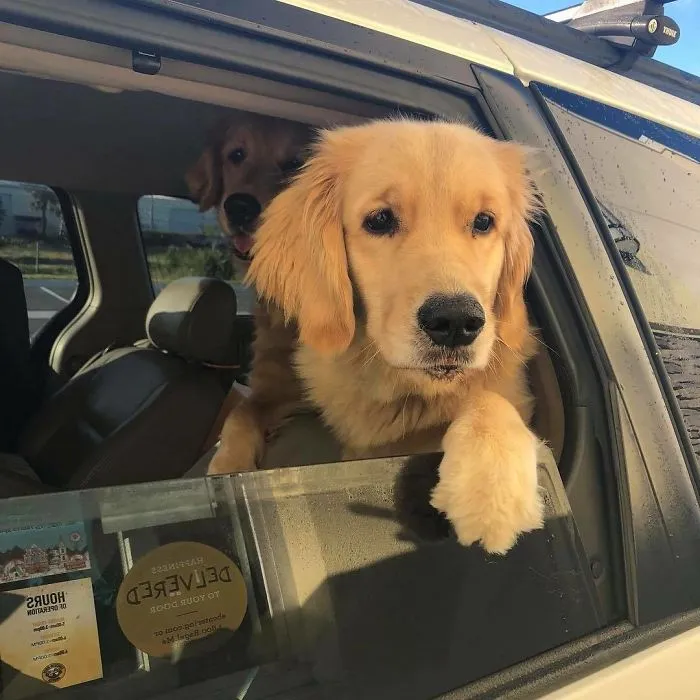 Bagel Shop Employee Photographs Dogs That Come To Her Drive-Thru, And Their Facial Expressions Say It All