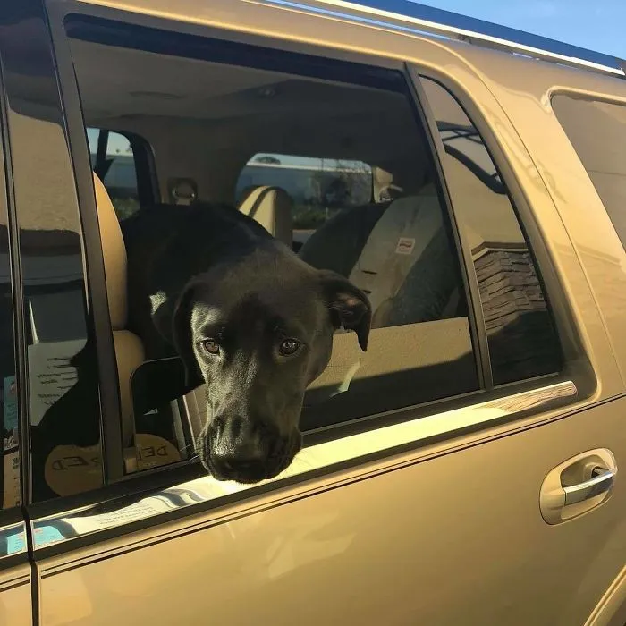 Esta empleada de una tienda de bagels retrata a los perros que llegan por el servi-carro, y sus caras lo dicen todo