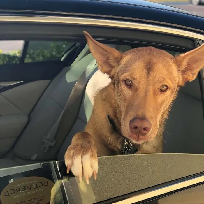 Bagel Shop Employee Photographs Dogs That Come To Her Drive-Thru, And Their Facial Expressions Say It All