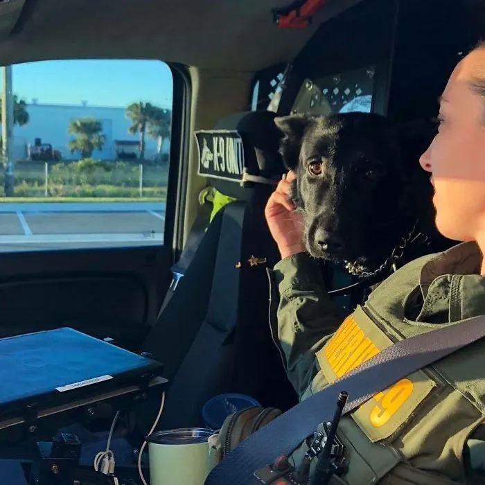 Bagel Shop Employee Photographs Dogs That Come To Her Drive-Thru, And Their Facial Expressions Say It All