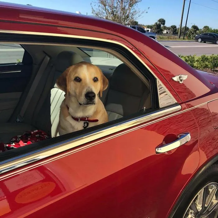 Esta empleada de una tienda de bagels retrata a los perros que llegan por el servi-carro, y sus caras lo dicen todo