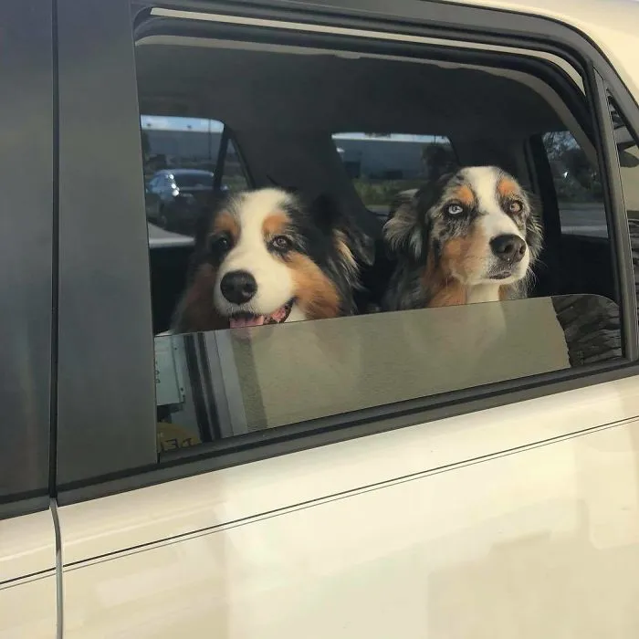 Bagel Shop Employee Photographs Dogs That Come To Her Drive-Thru, And Their Facial Expressions Say It All