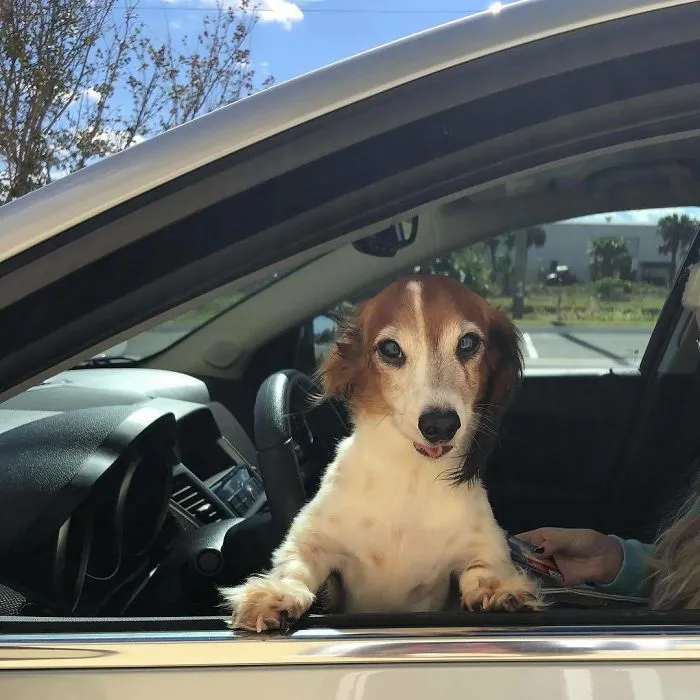Bagel Shop Employee Photographs Dogs That Come To Her Drive-Thru, And Their Facial Expressions Say It All