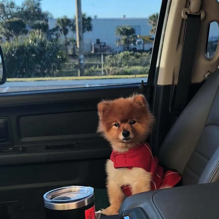 Bagel Shop Employee Photographs Dogs That Come To Her Drive-Thru, And Their Facial Expressions Say It All
