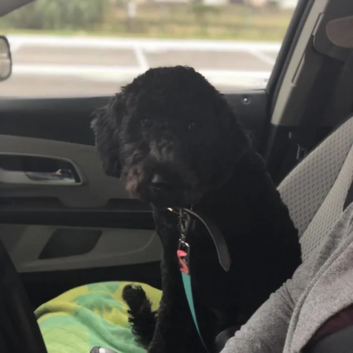 Esta empleada de una tienda de bagels retrata a los perros que llegan por el servi-carro, y sus caras lo dicen todo