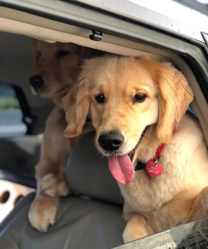 Esta empleada de una tienda de bagels retrata a los perros que llegan por el servi-carro, y sus caras lo dicen todo