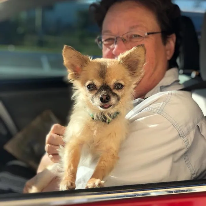 Bagel Shop Employee Photographs Dogs That Come To Her Drive-Thru, And Their Facial Expressions Say It All