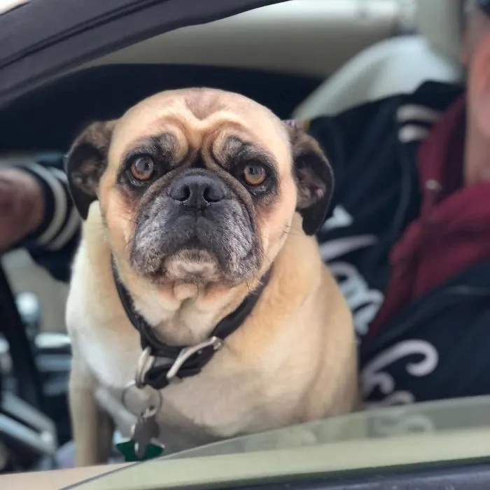 Esta empleada de una tienda de bagels retrata a los perros que llegan por el servi-carro, y sus caras lo dicen todo