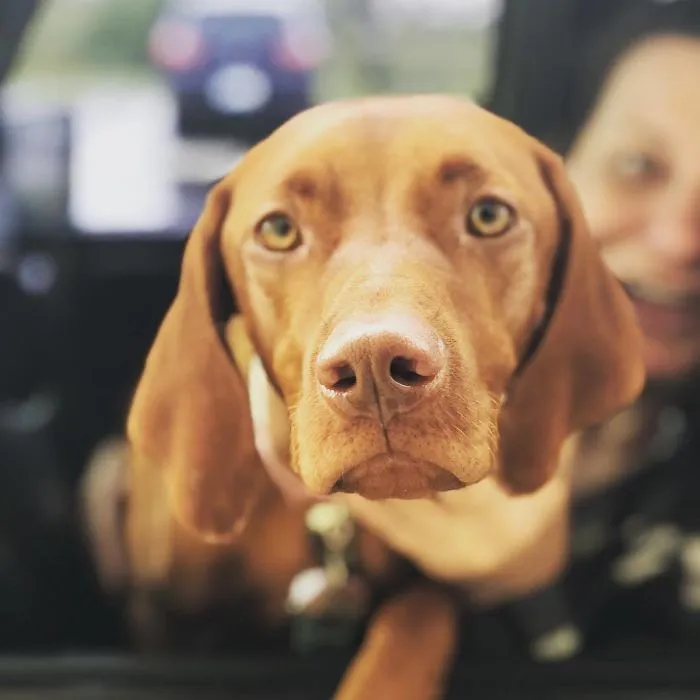 Esta empleada de una tienda de bagels retrata a los perros que llegan por el servi-carro, y sus caras lo dicen todo