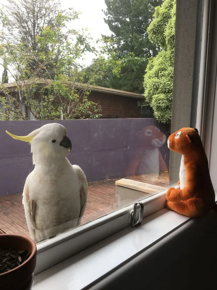 This Guy Is At The Window Every. Day. Even The Makeshift Scarecrow Didn’t Work.