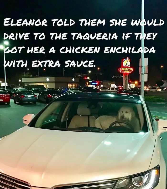 Eleanor Waits Patiently For Her Enchilada