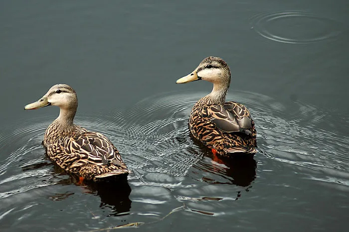 Birds Of A Feather