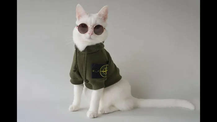 Meet Instagram's Most Streetwear-Savvy Pet, Zappa The Cat