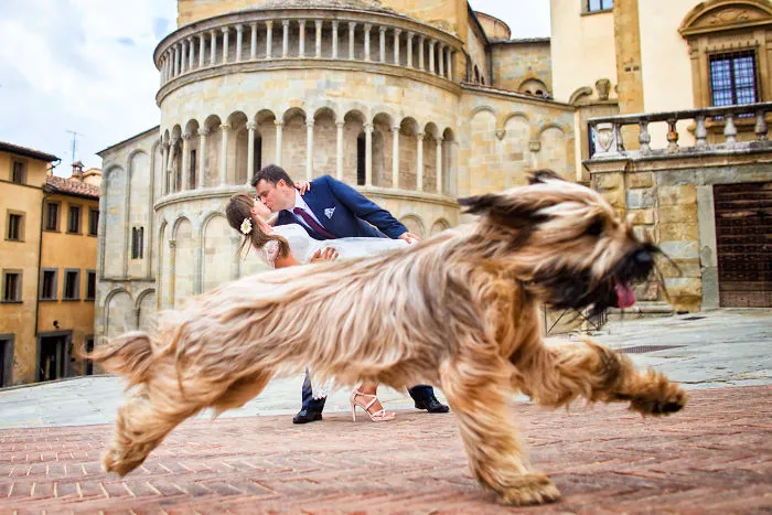 25 Animals That Were The Star Of The Wedding