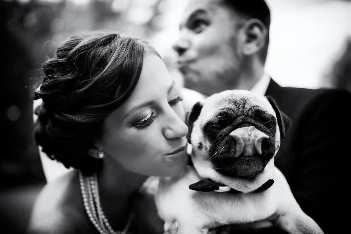 25 Animals That Were The Star Of The Wedding