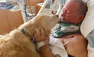 64 Times Dogs Surprised Humans With Their Incredibly Heroic Acts