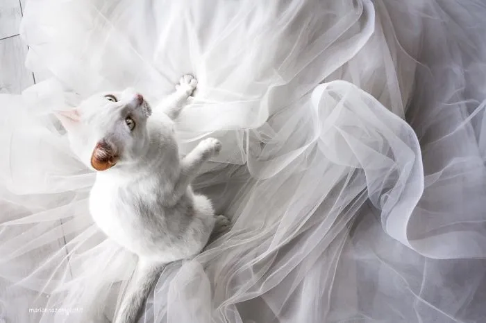 Soy una fotógrafa que hace sesiones privadas post-boda con gatos, y este es el resultado