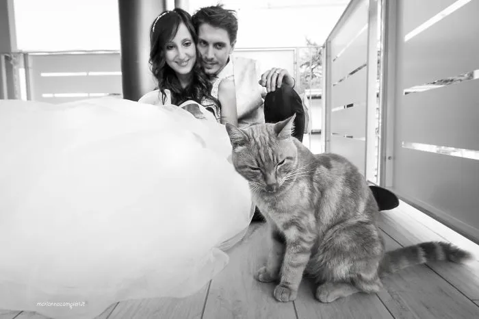 Soy una fotógrafa que hace sesiones privadas post-boda con gatos, y este es el resultado
