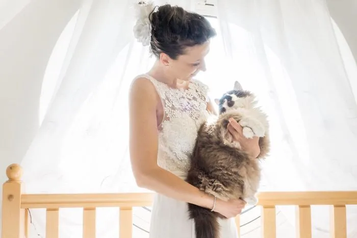 Soy una fotógrafa que hace sesiones privadas post-boda con gatos, y este es el resultado