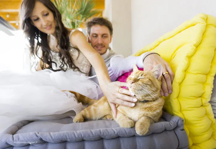 Soy una fotógrafa que hace sesiones privadas post-boda con gatos, y este es el resultado