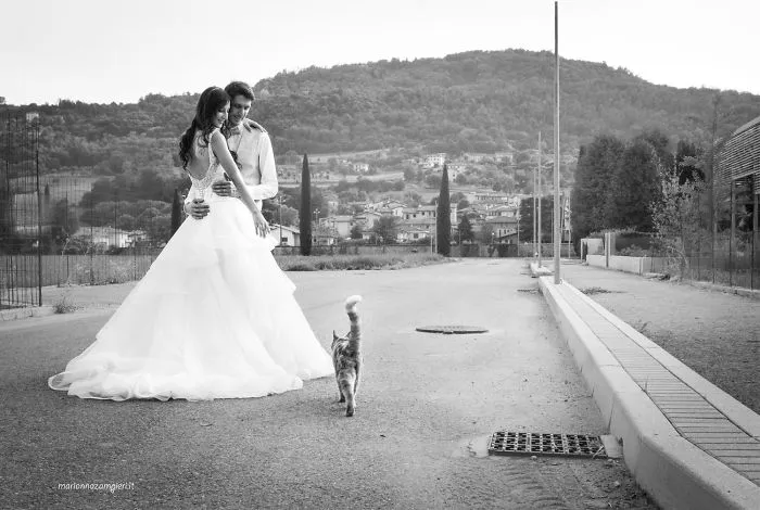 Soy una fotógrafa que hace sesiones privadas post-boda con gatos, y este es el resultado