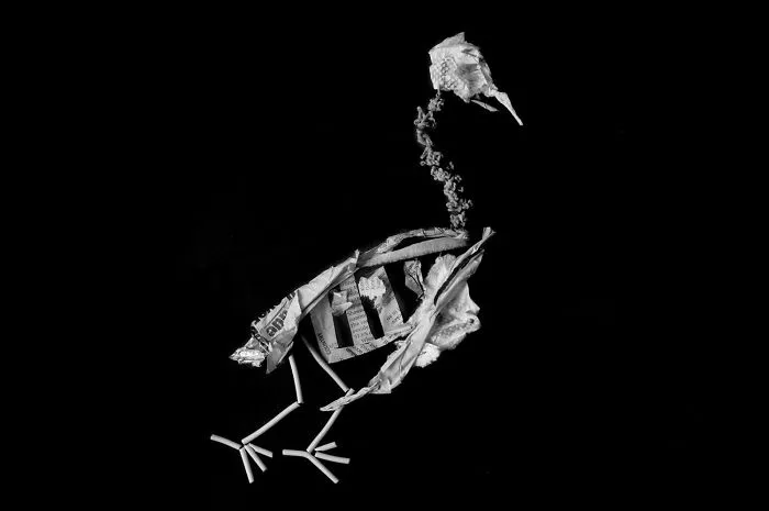 Laridae