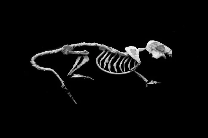 Sciuridae