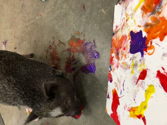 3-Legged Pig Paints To Raise Money For Rescues