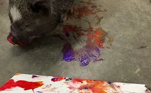 3-Legged Pig Paints To Raise Money For Rescues