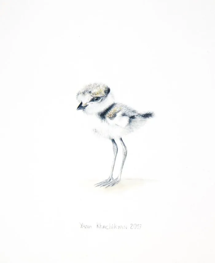Stunning Watercolor Paintings Of Animals By Yana