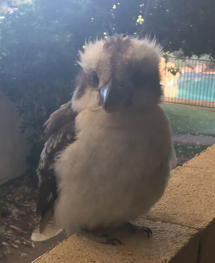 Second Floor Kookaburra
