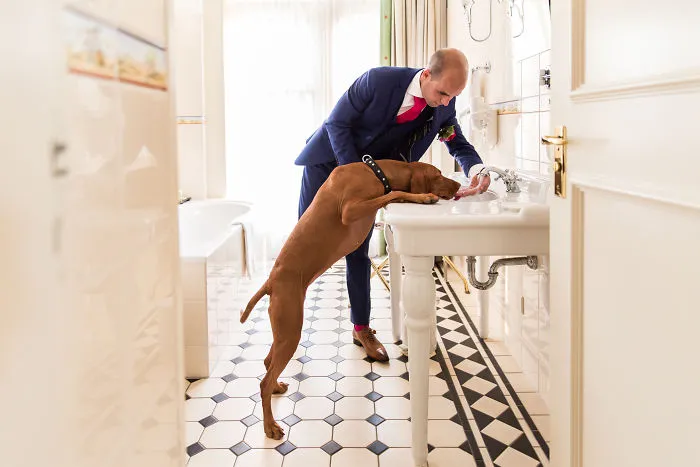 25 Animals That Were The Star Of The Wedding