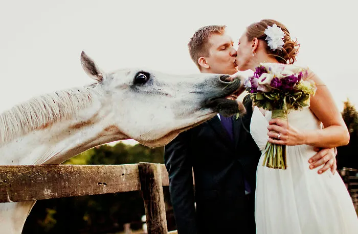 25 Animals That Were The Star Of The Wedding