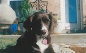 Life Of Kelsey The Rescue Dog