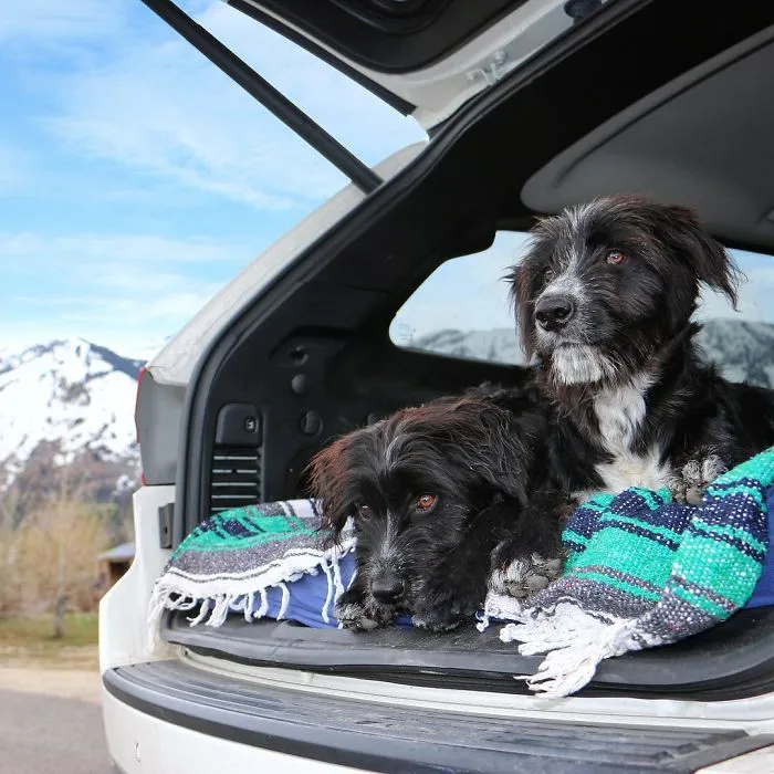 Este hombre encontró 2 cachorros abandonados en medio del desierto y se los llevó a un viaje épico