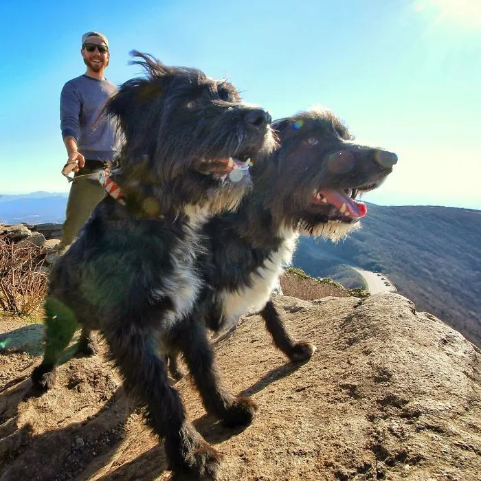 Este hombre encontró 2 cachorros abandonados en medio del desierto y se los llevó a un viaje épico