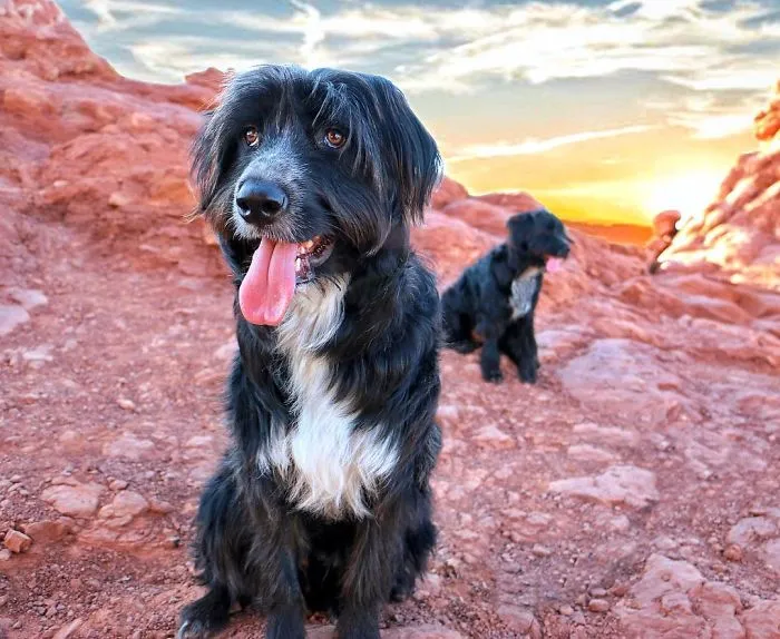 Este hombre encontró 2 cachorros abandonados en medio del desierto y se los llevó a un viaje épico