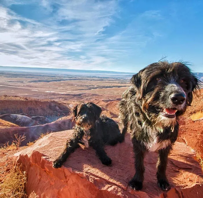 Este hombre encontró 2 cachorros abandonados en medio del desierto y se los llevó a un viaje épico